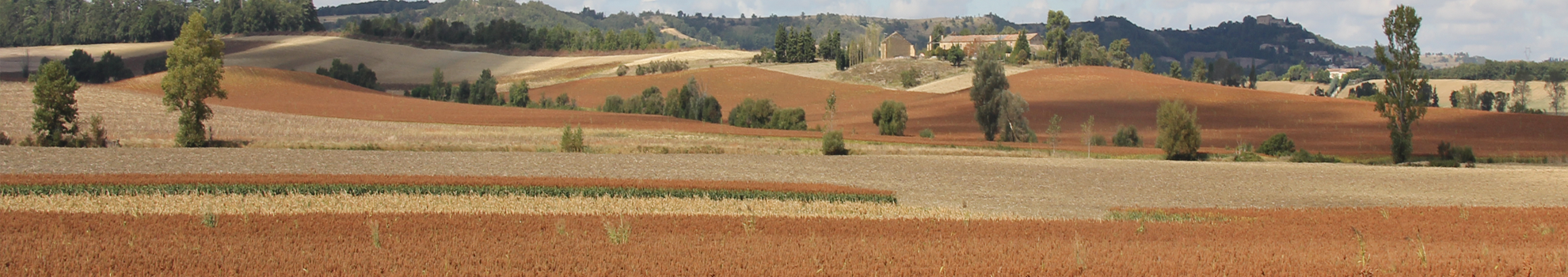 Sorgho grain et ensilage