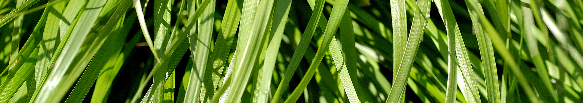 Fléole et fétuque des près