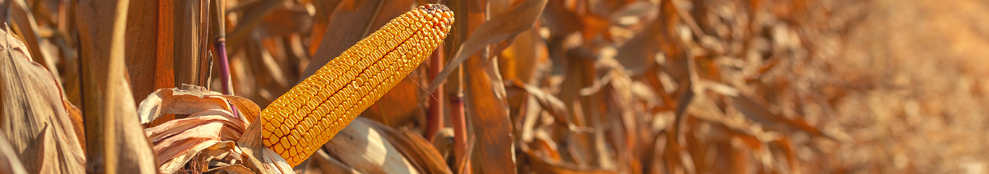 Maïs grain