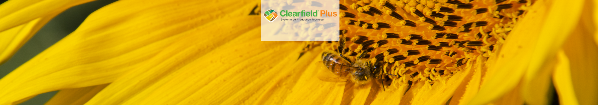 CLEARFIELD PLUS