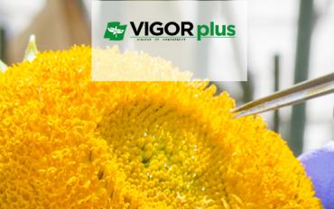 VIGORPLUS